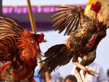 American Cockfighting – Experience in Betting and Hunting for Big Rewards at 777Pub