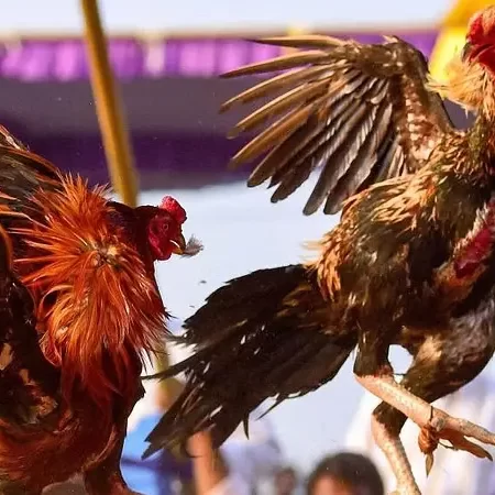 American Cockfighting – Experience in Betting and Hunting for Big Rewards at 777Pub